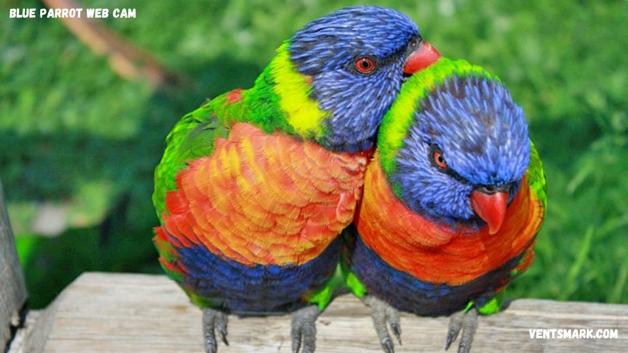 blue parrot web cam